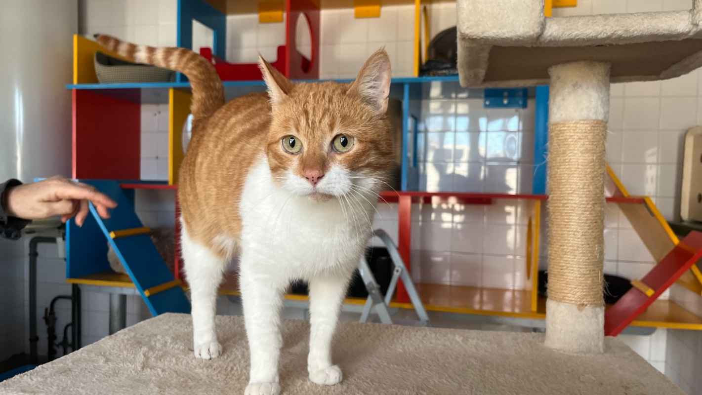 Photo #1 de Melchior