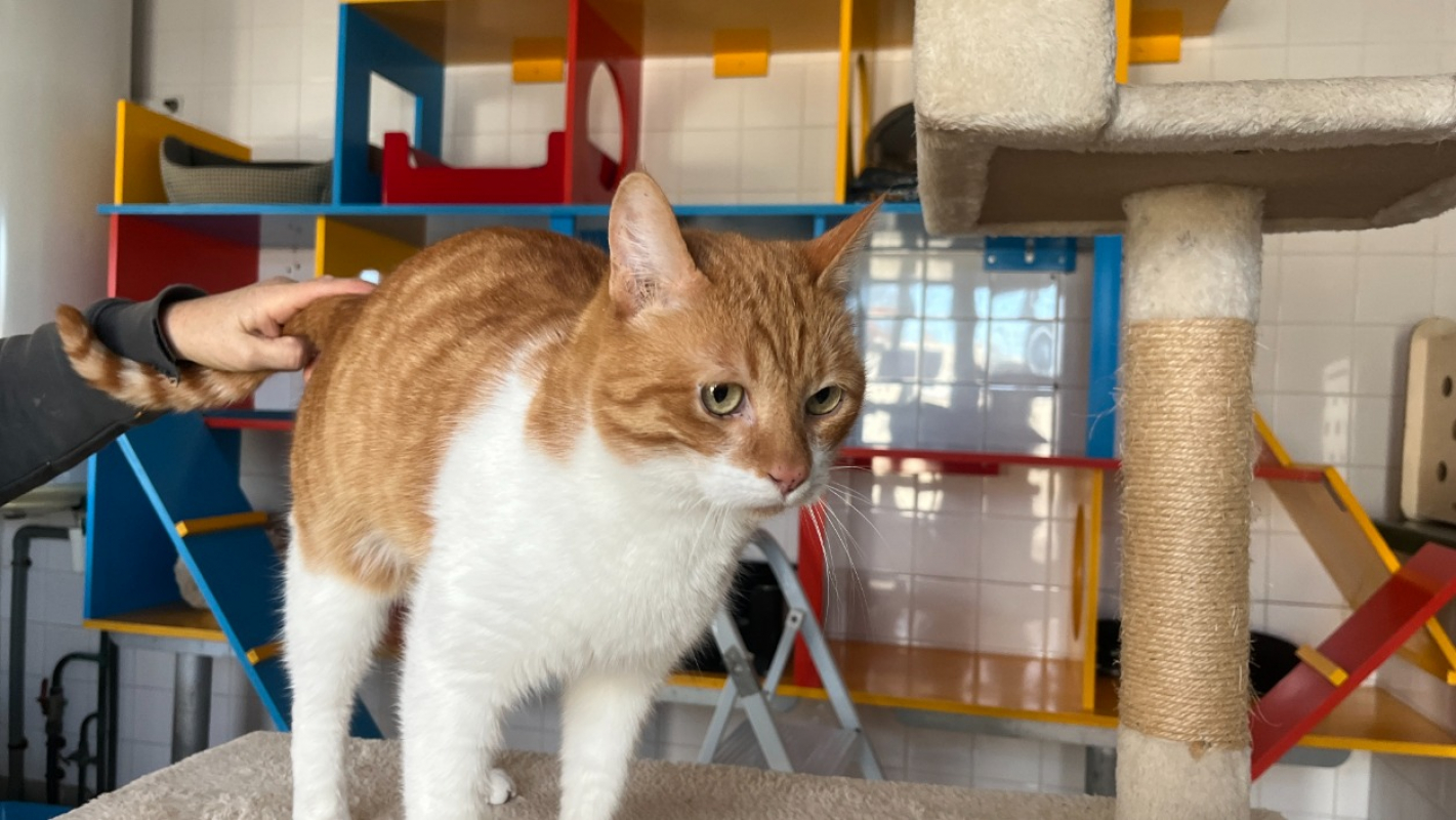 Photo #2 de Melchior