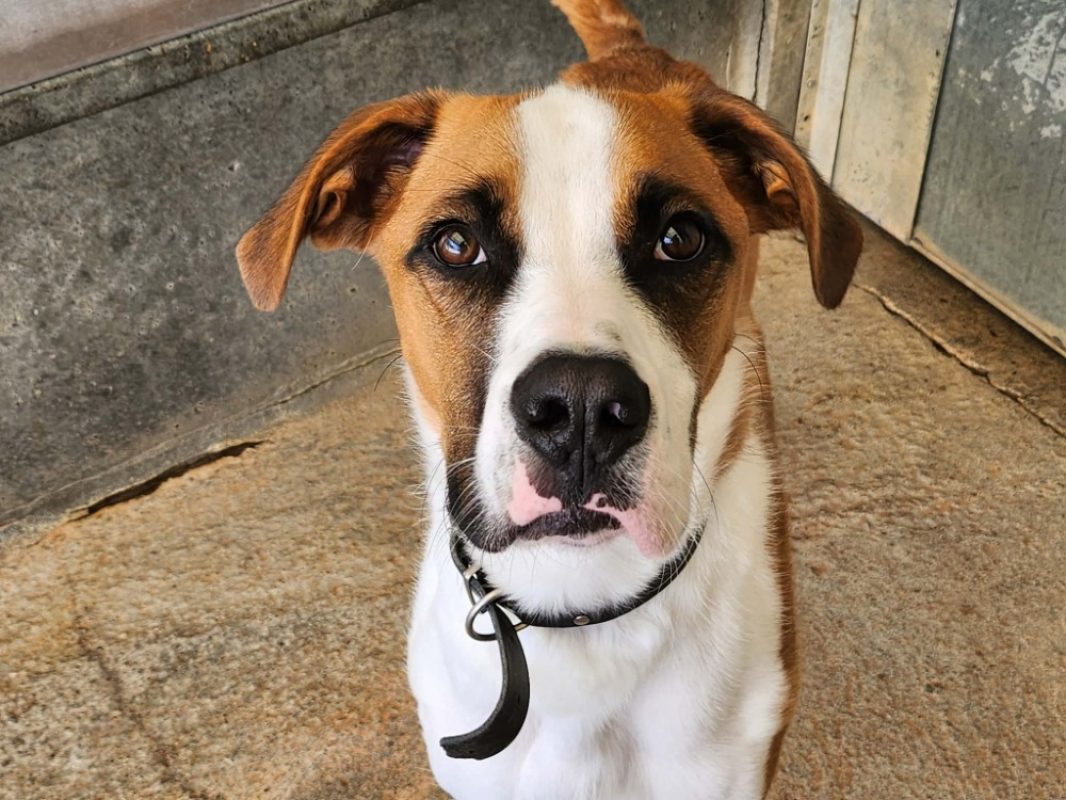 Bidou - Chien à adopter