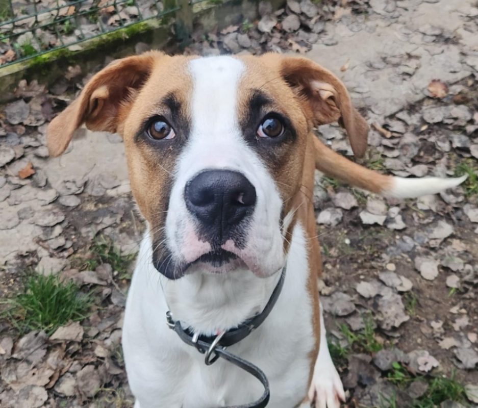 Bidou - Chien à adopter - photo 2