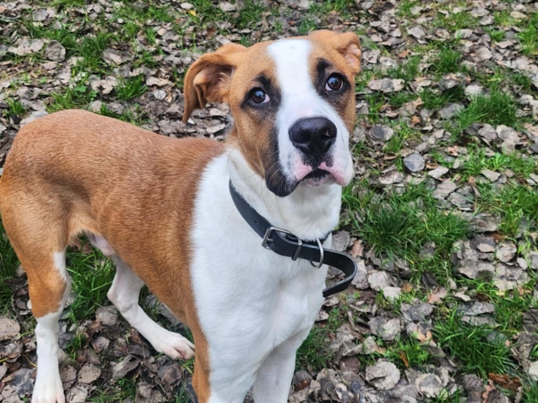 Bidou - Chien à adopter - photo 3