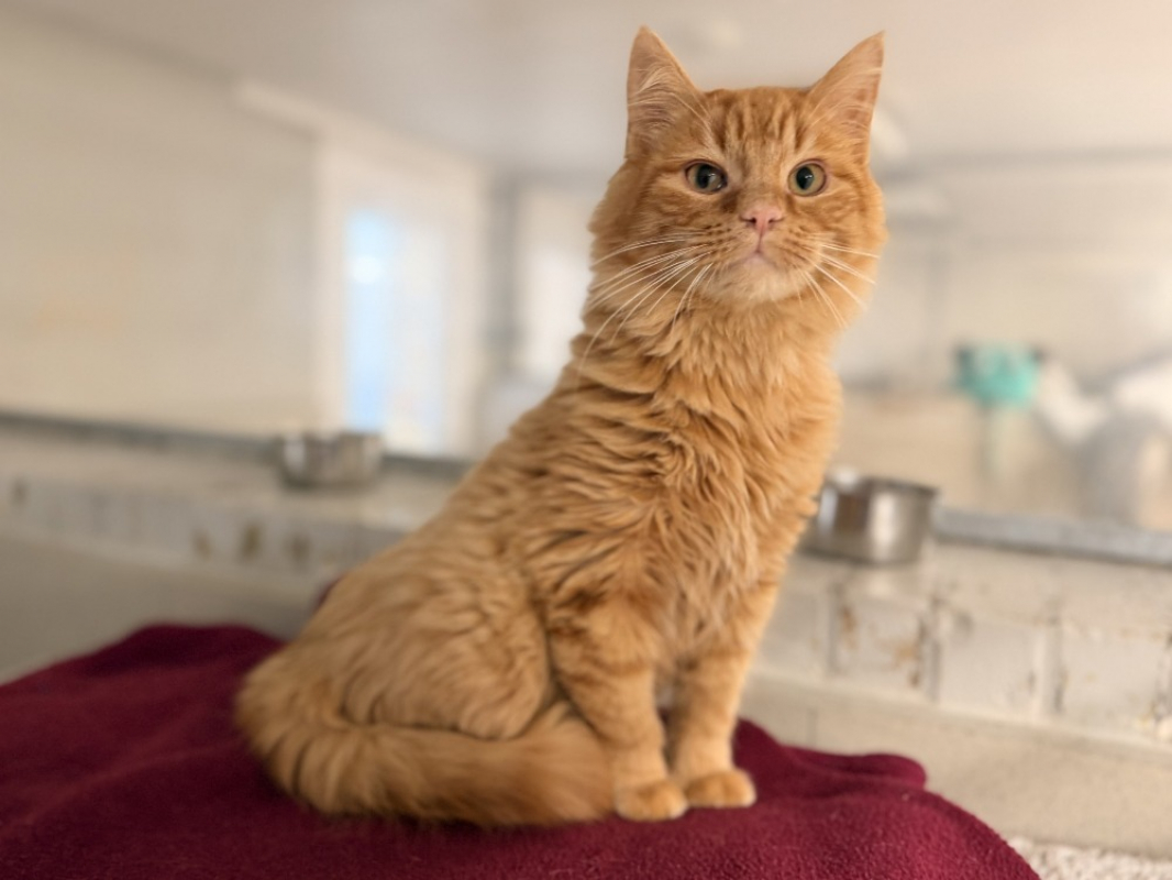 Photo #1 de Marronchat