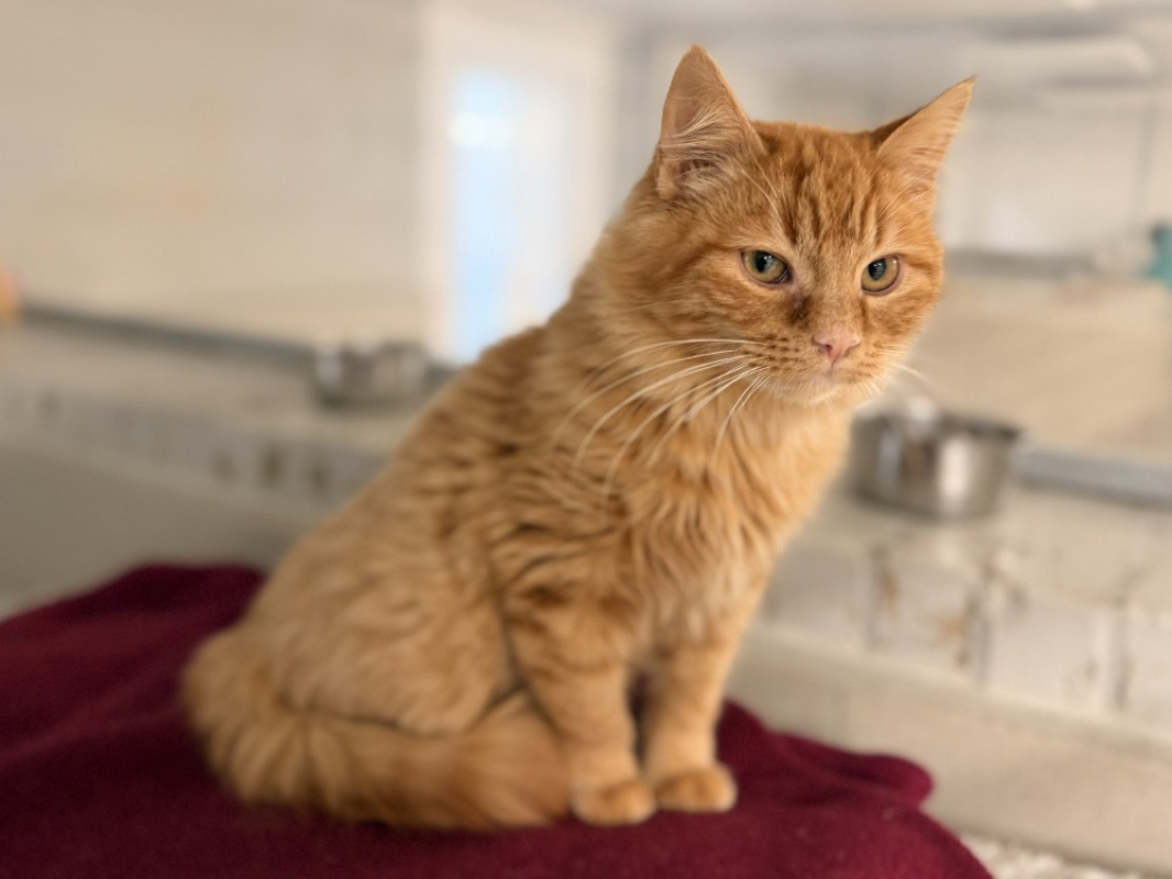 Photo #2 de Marronchat