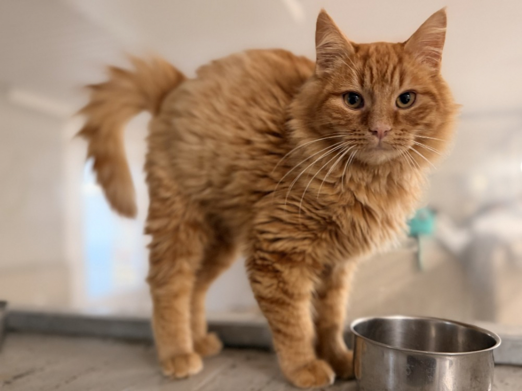 Photo #3 de Marronchat