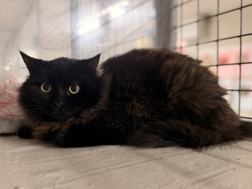 Photo #1 de Chocolatchaud