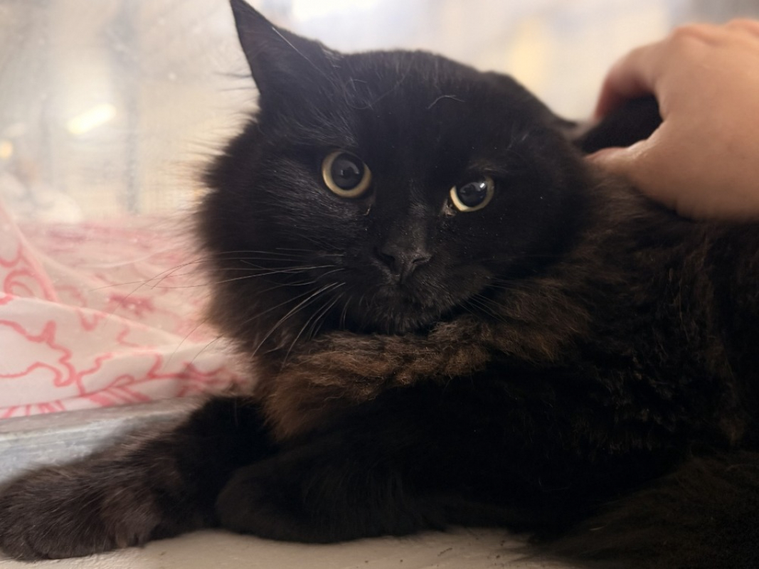 Photo #2 de Chocolatchaud