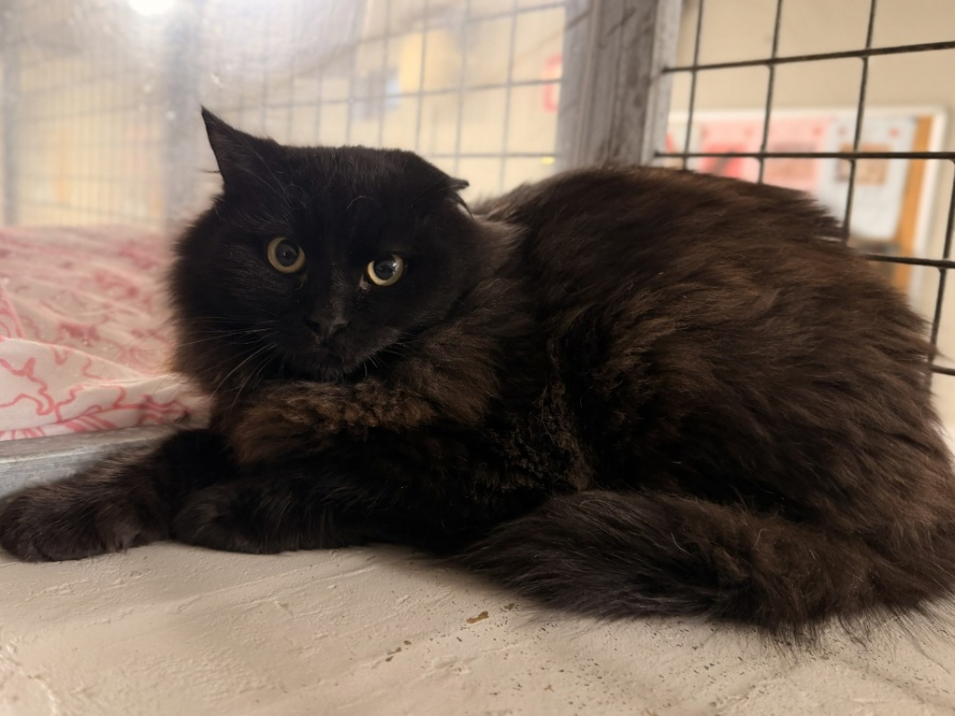 Photo #3 de Chocolatchaud