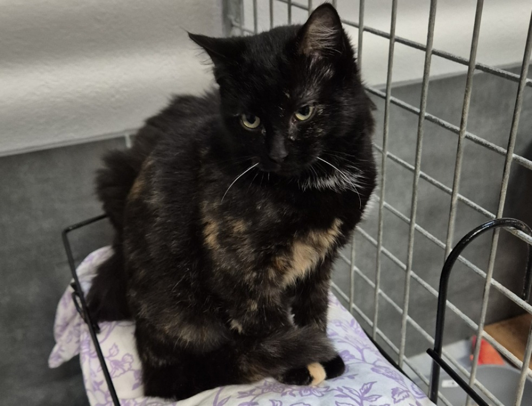 Photo #1 de Tinglepaw