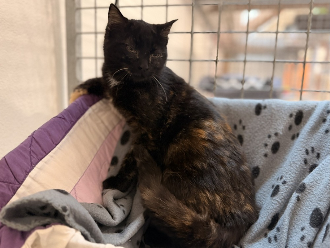 Photo #2 de Tinglepaw