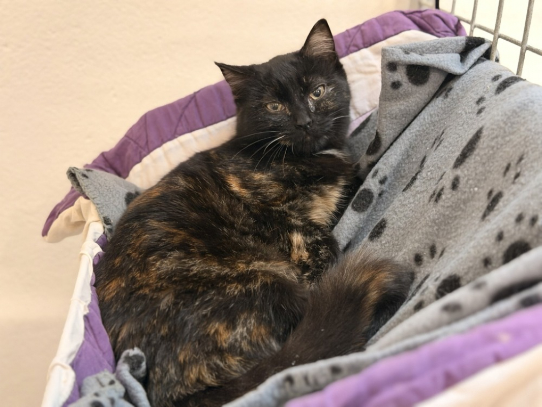 Photo #3 de Tinglepaw