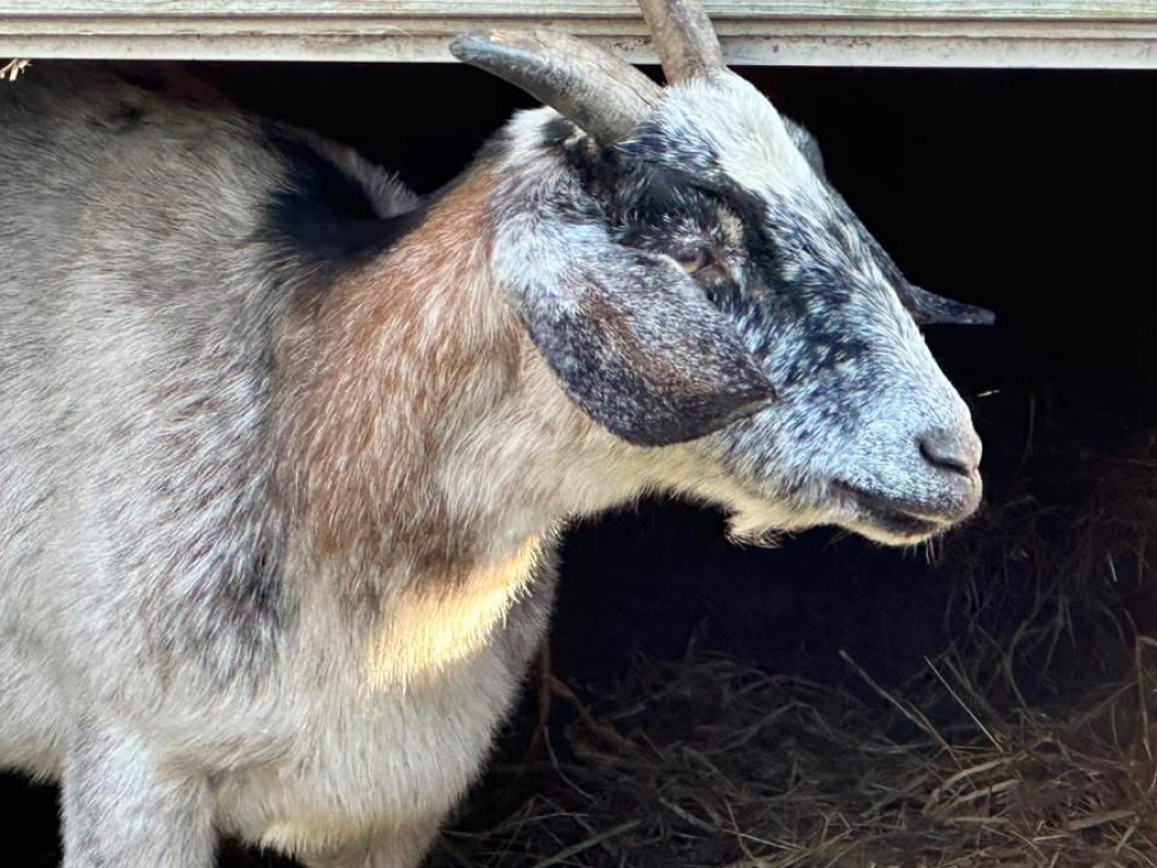 Photo #3 de Bernadette