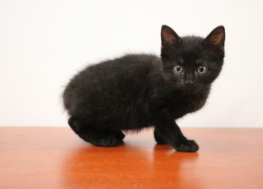 Photo #1 de Chafouine