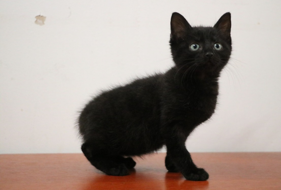 Photo #2 de Chafouine