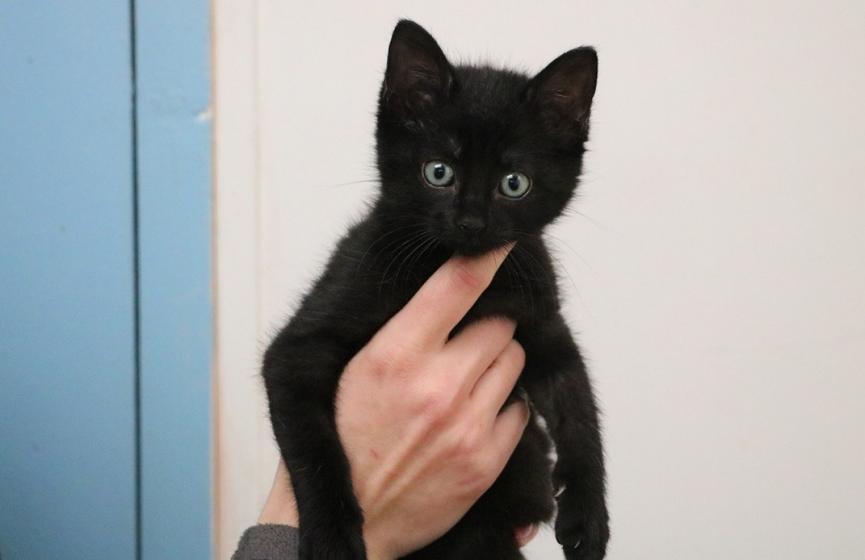 Photo #3 de Chafouine