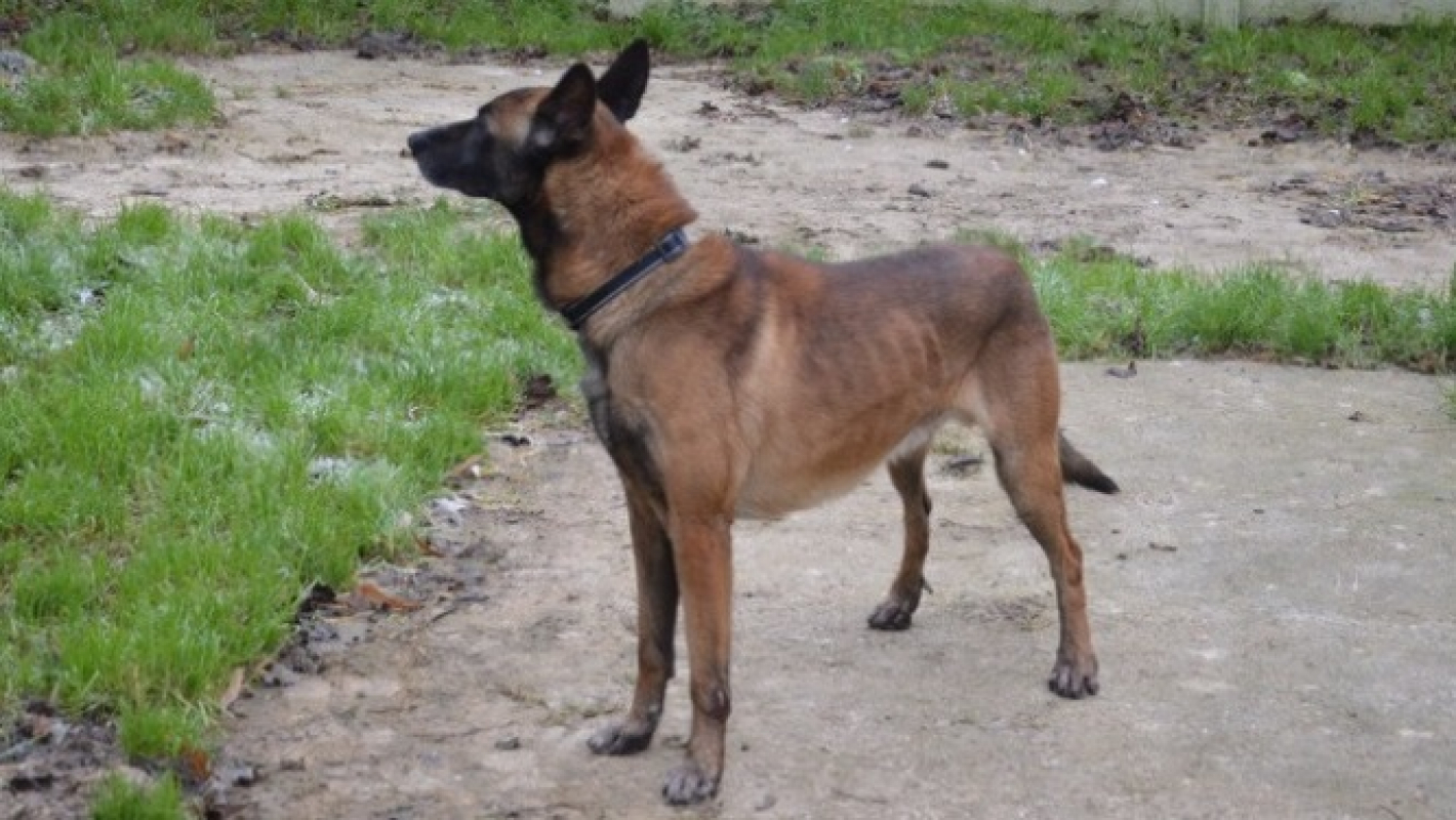 Photo #2 de Rosko