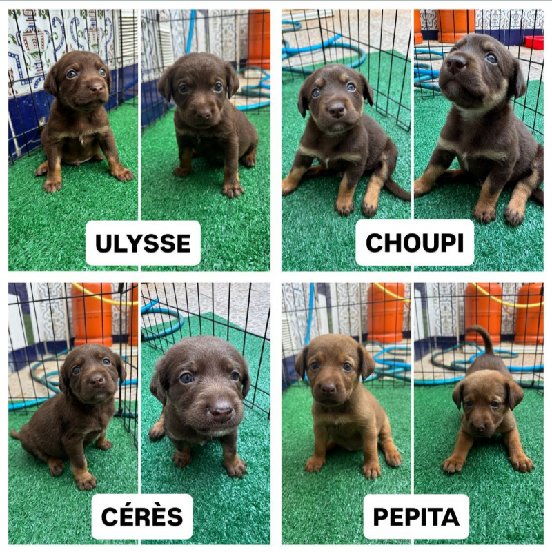 Photo de CERES ET PEPITA