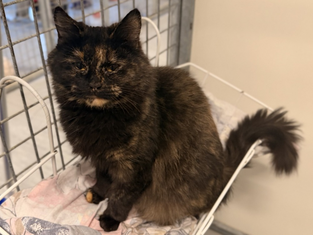 Photo #1 de Roccapina