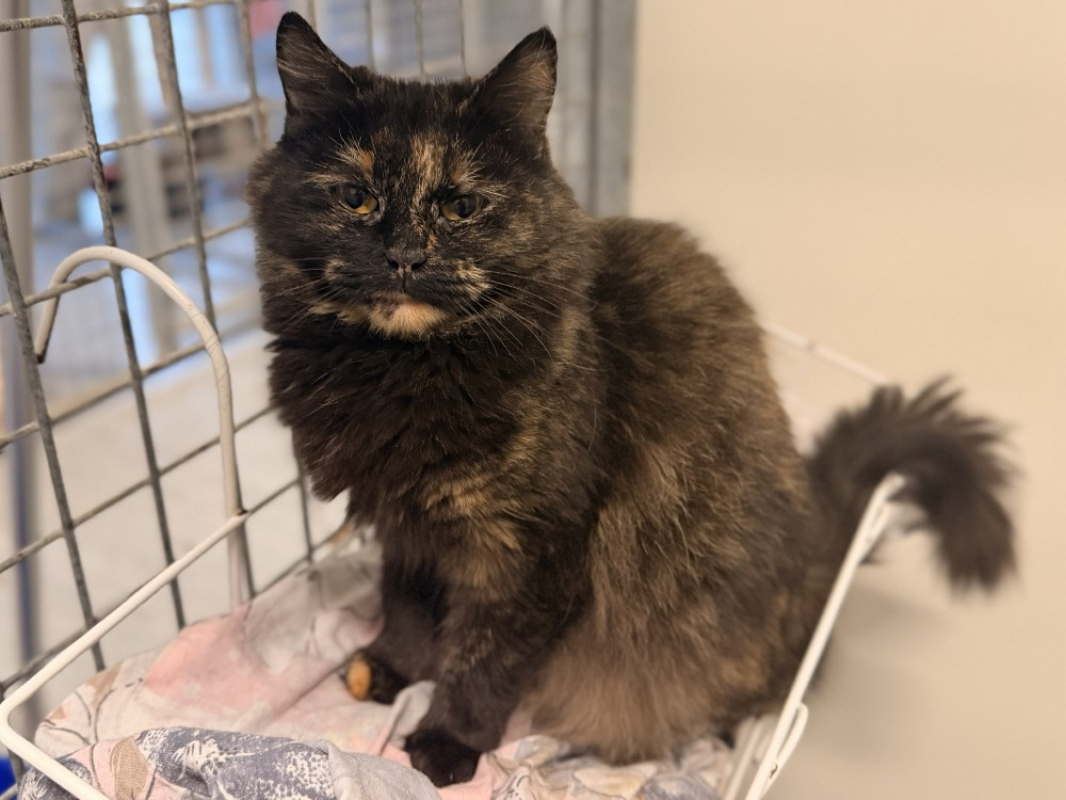 Photo #2 de Roccapina