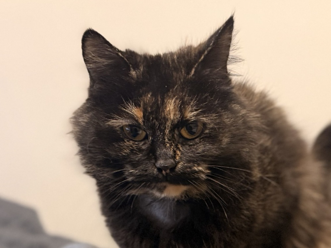 Photo #4 de Roccapina