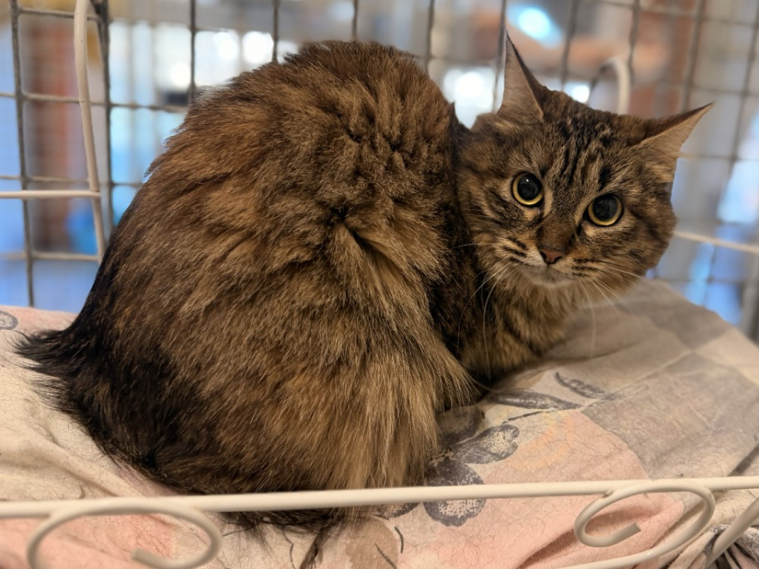 Photo #2 de Rondinara