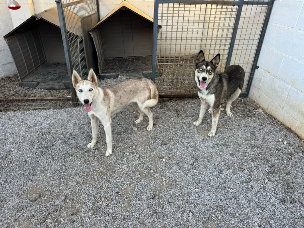 Photo de SNOW ET NOVA