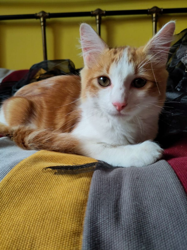 Photo #1 de Roudoudou 