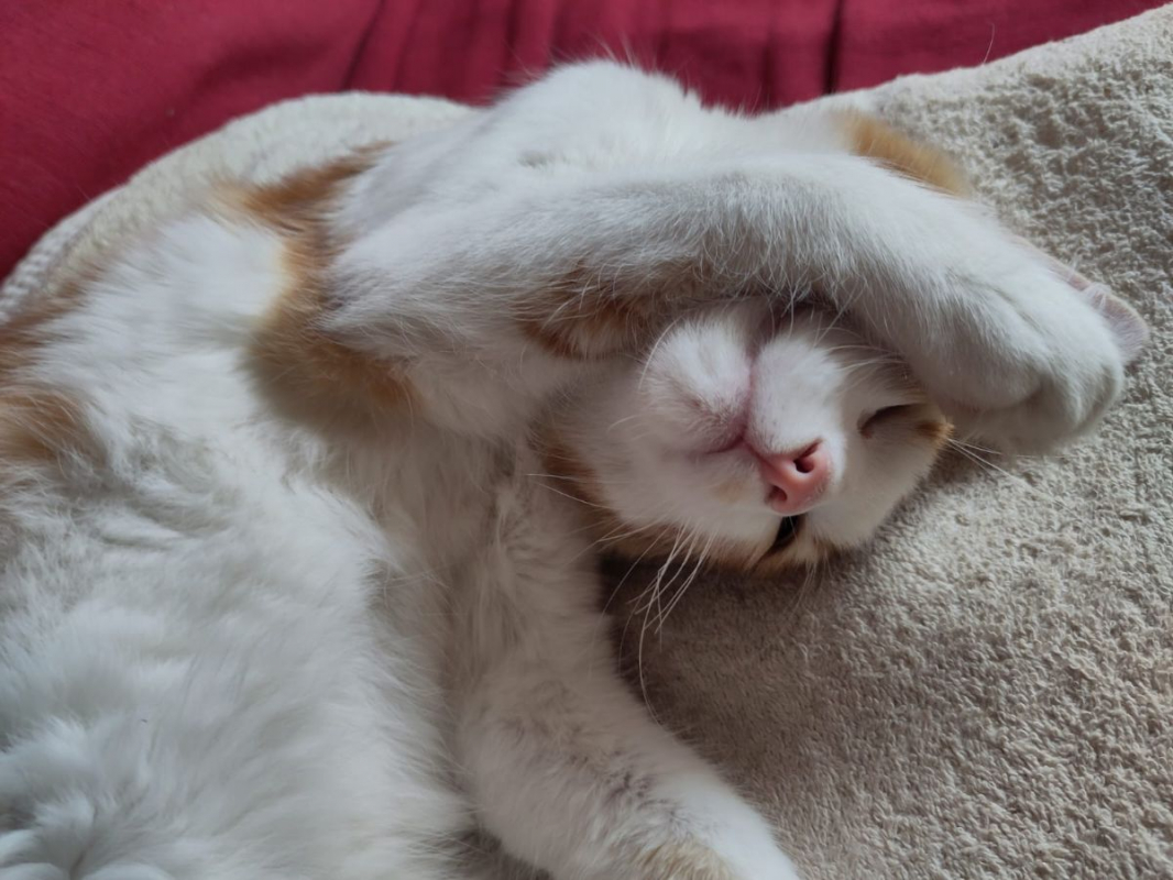 Photo #3 de Roudoudou 