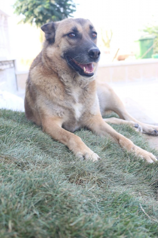 Photo #1 de Stella