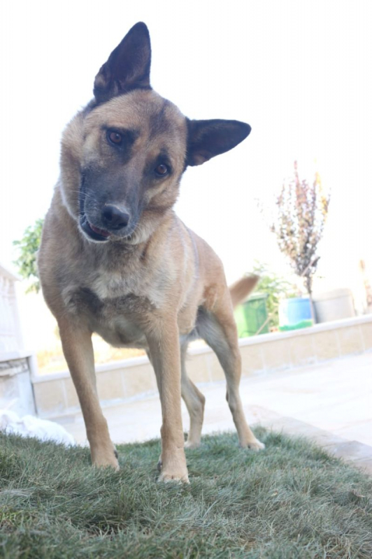 Photo #2 de Stella