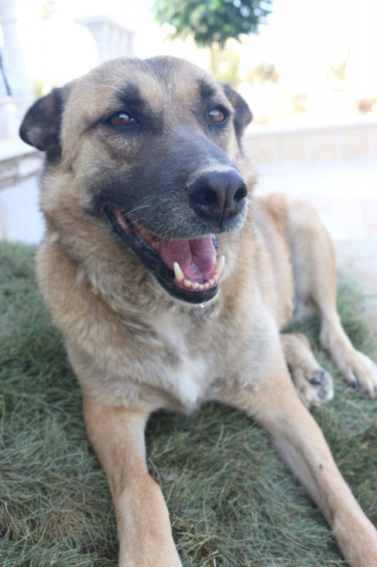 Photo #3 de Stella