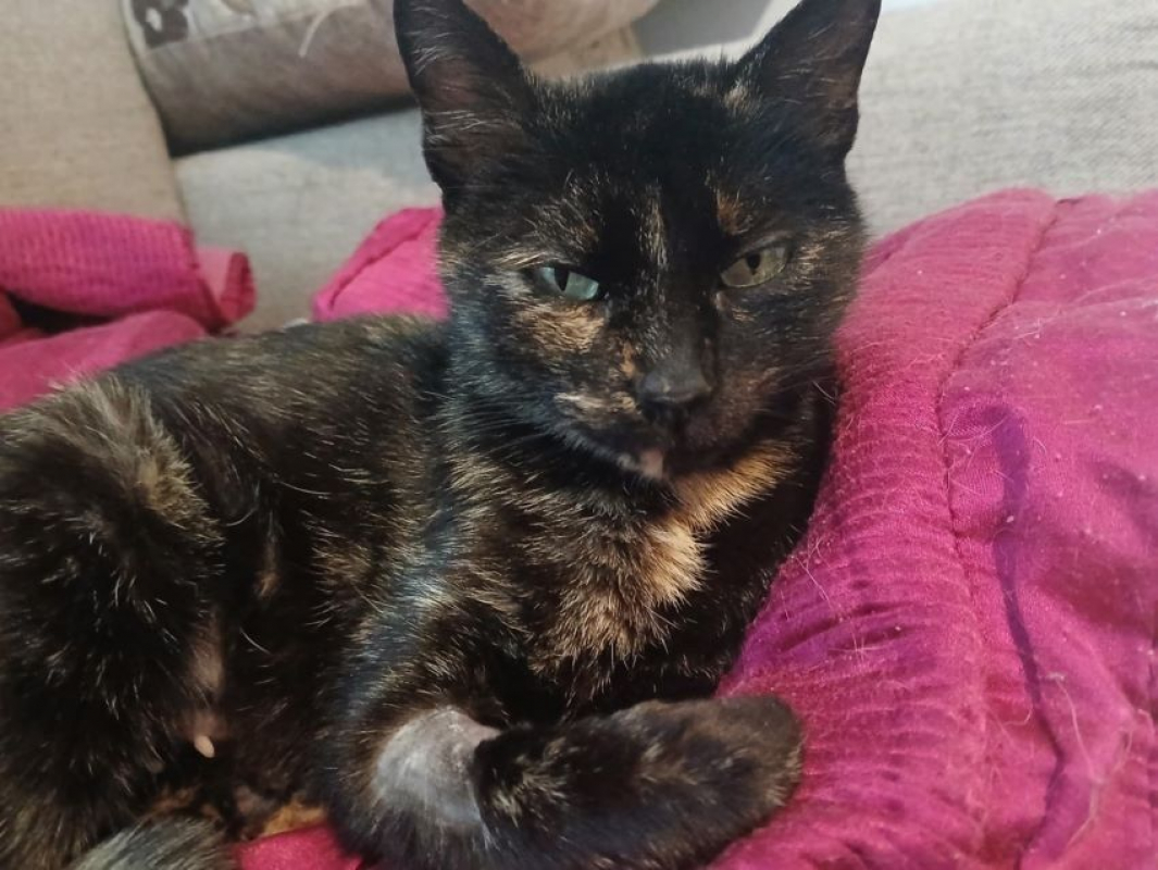 Photo #1 de Chaussette