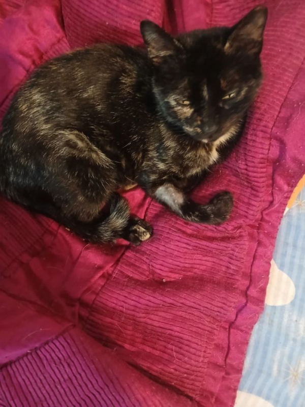 Photo #2 de Chaussette