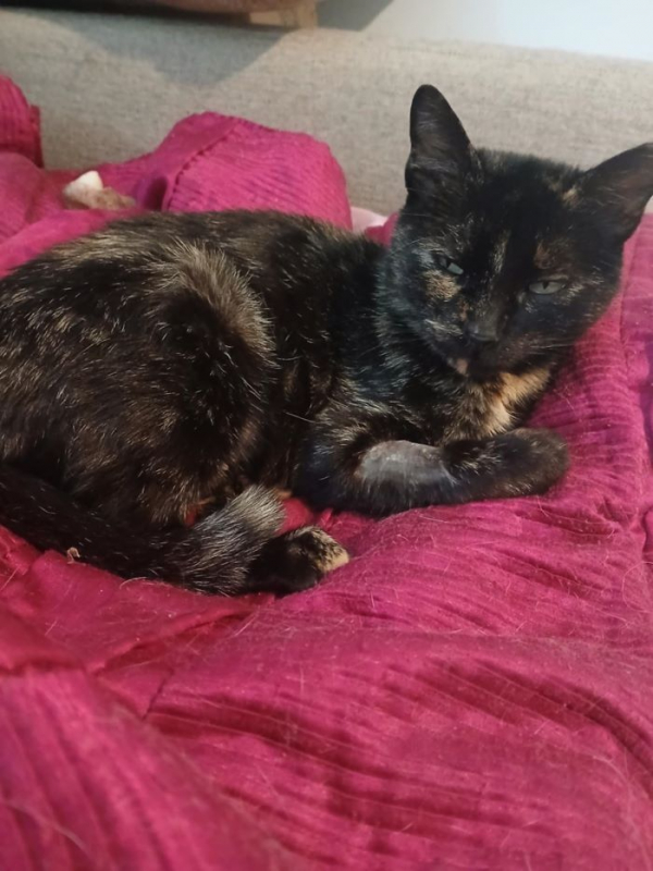 Photo #3 de Chaussette