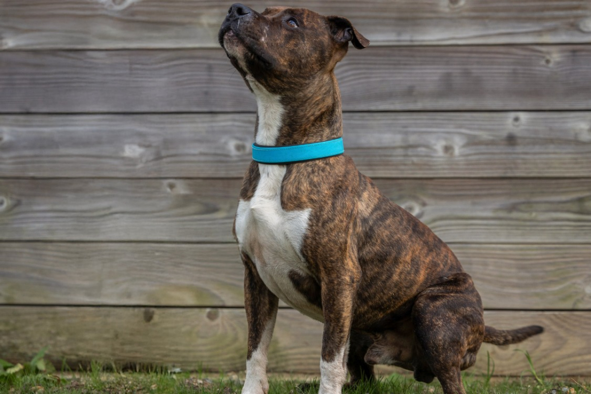 Photo #2 de P'tit boy