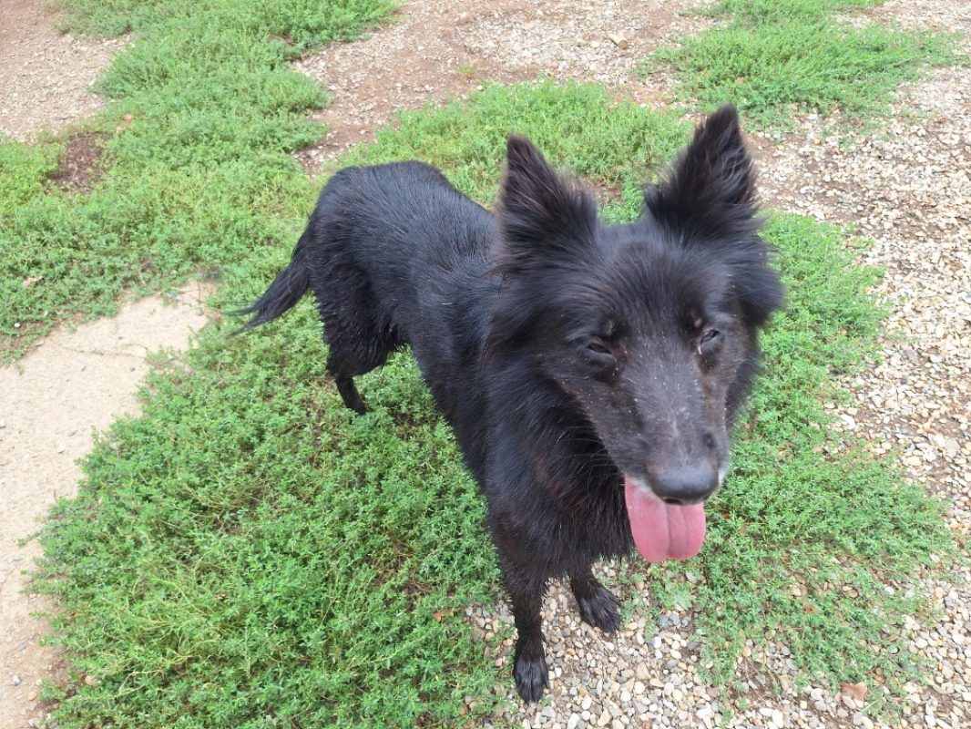Pim's - Chien à adopter - photo 3