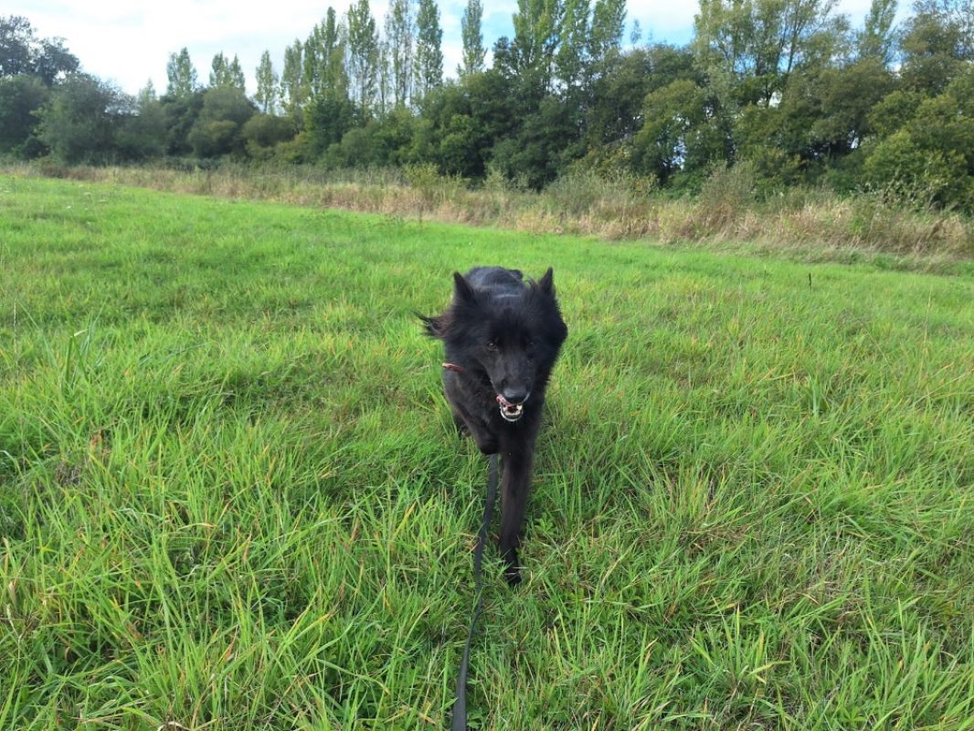Pim's - Chien à adopter - photo 4