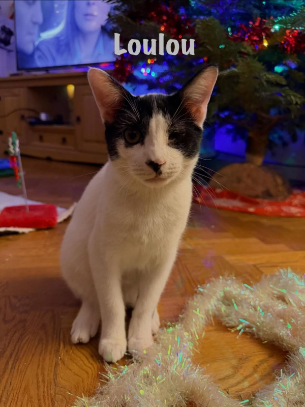 Photo #2 de LOULOU