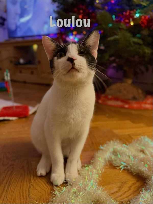 Photo #4 de LOULOU