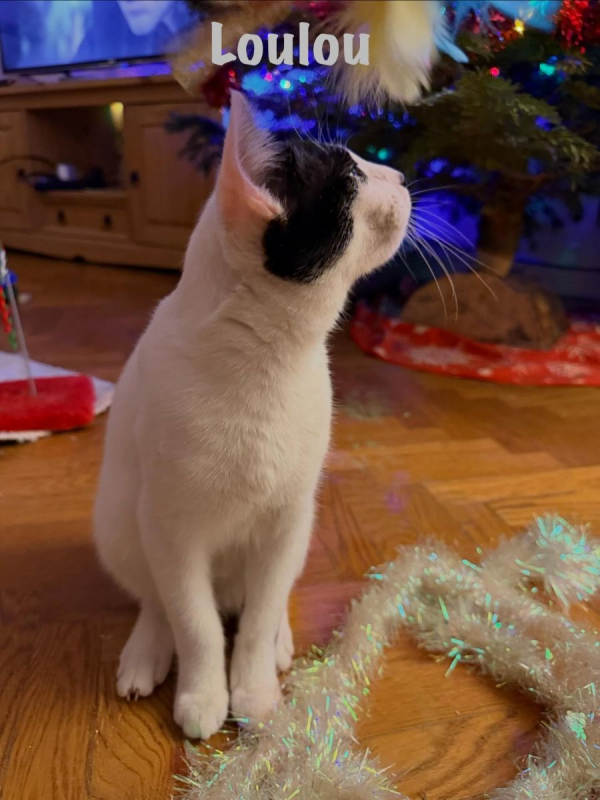 Photo #6 de LOULOU
