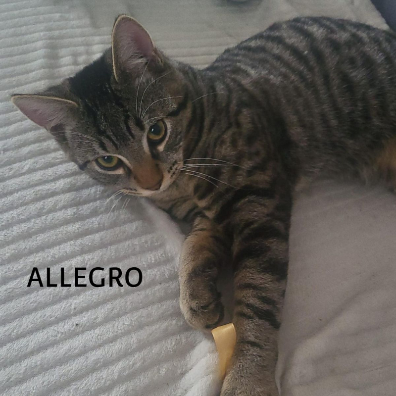 Photo #1 de ALLEGRO