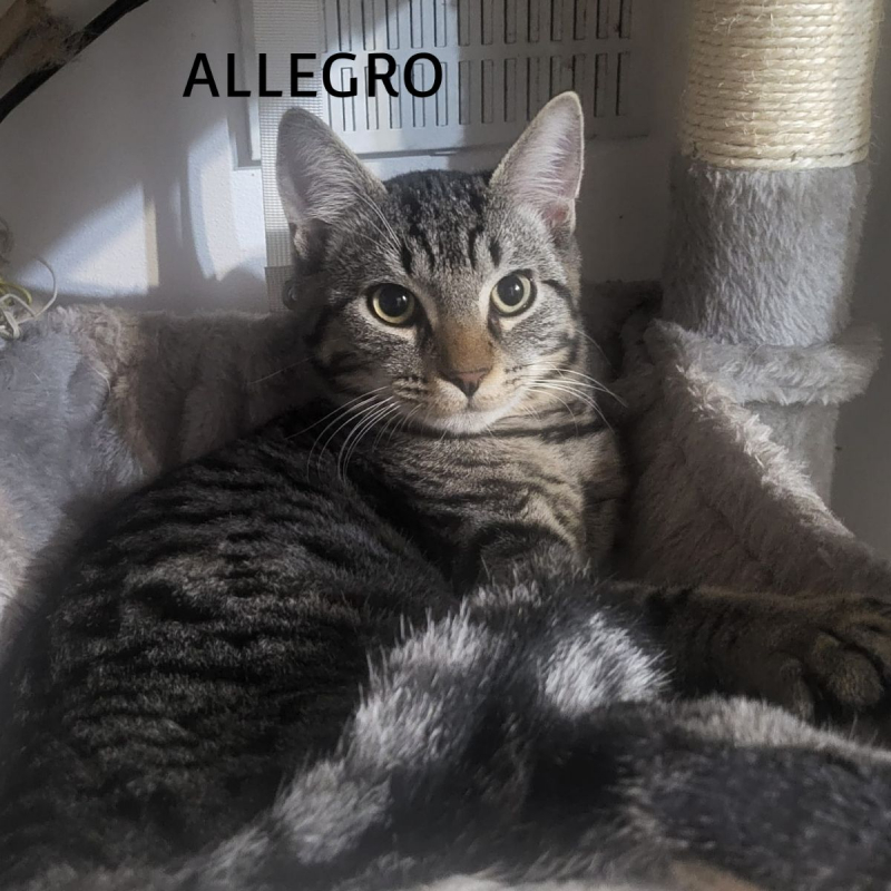 Photo #2 de ALLEGRO