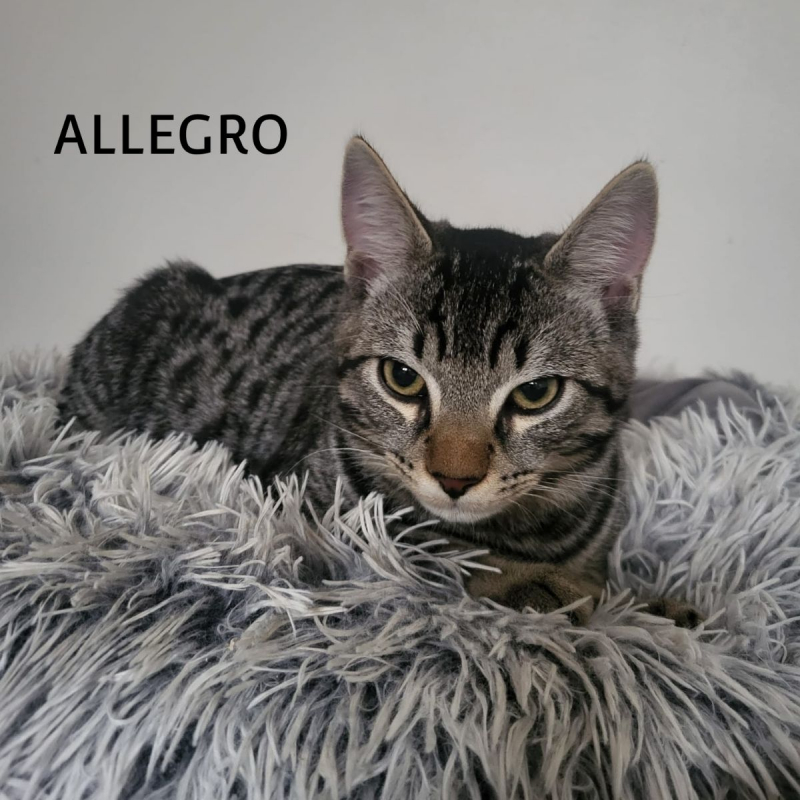 Photo #4 de ALLEGRO