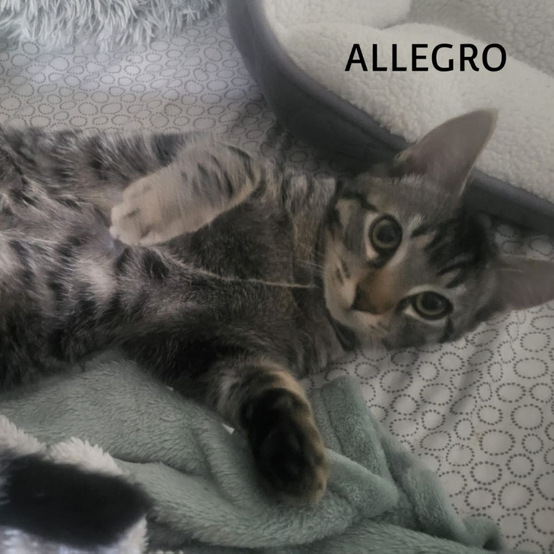 Photo #6 de ALLEGRO