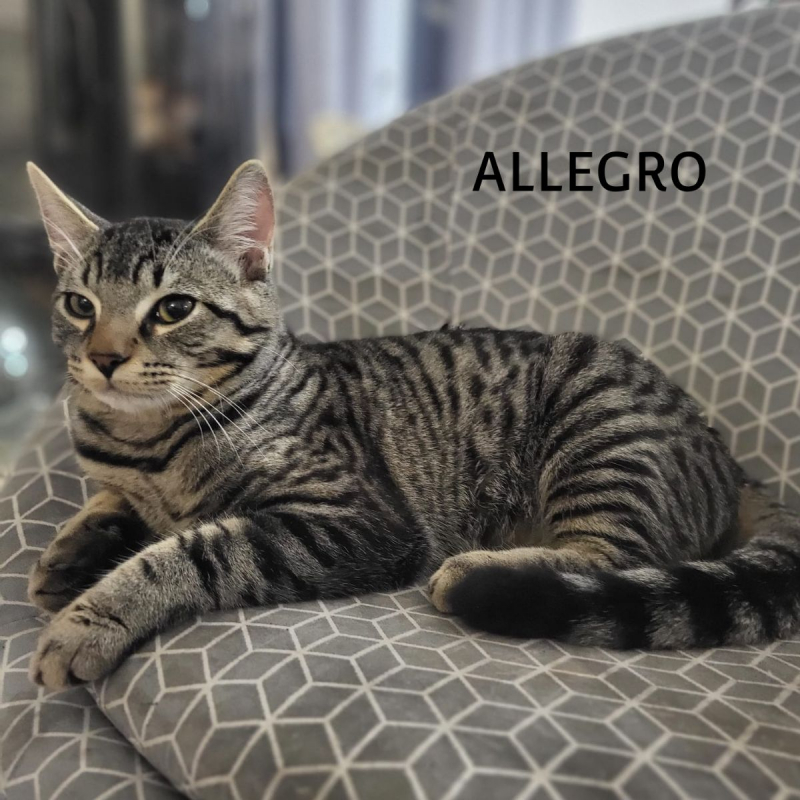 Photo #8 de ALLEGRO