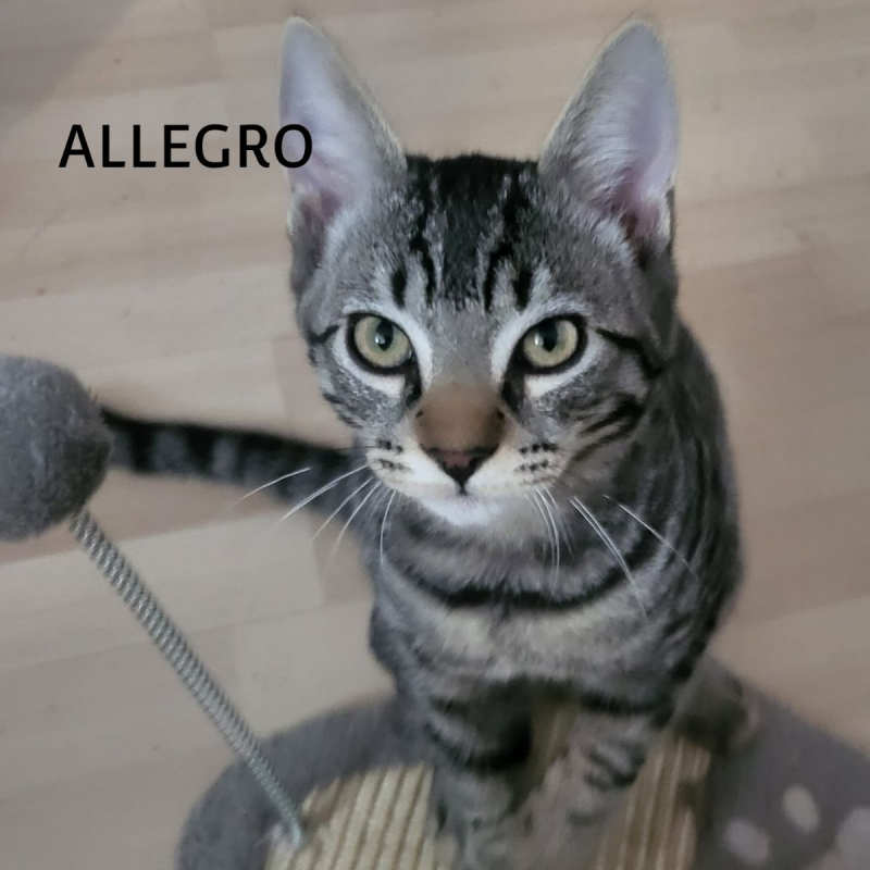 Photo #9 de ALLEGRO