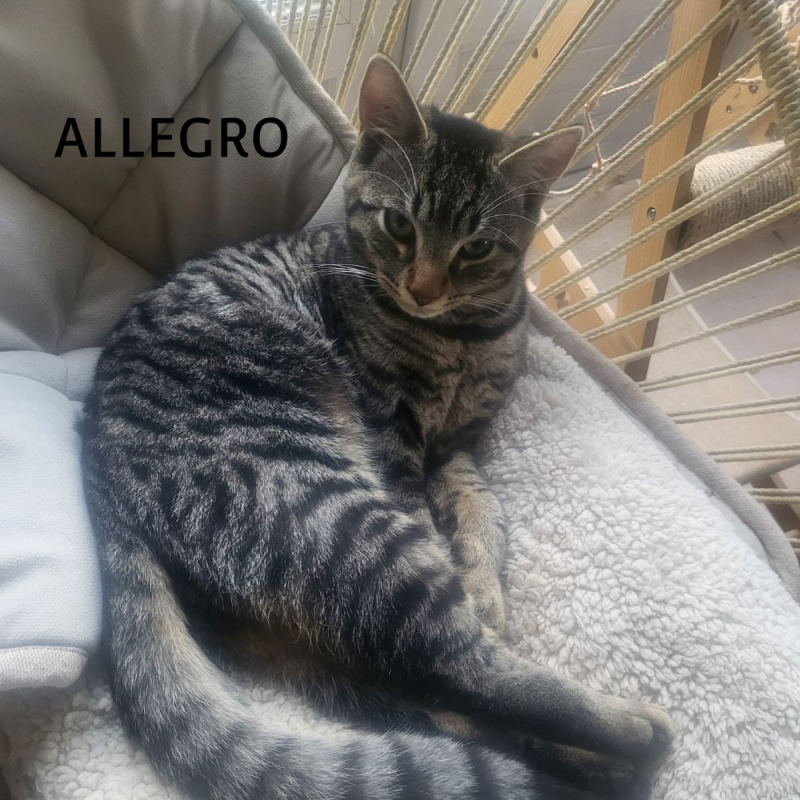 Photo #10 de ALLEGRO