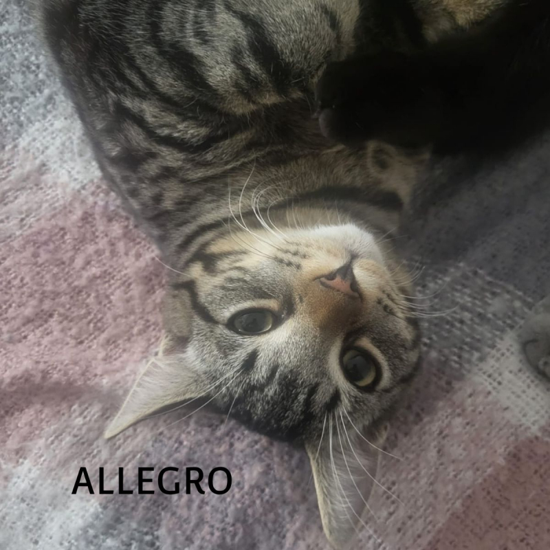 Photo #11 de ALLEGRO