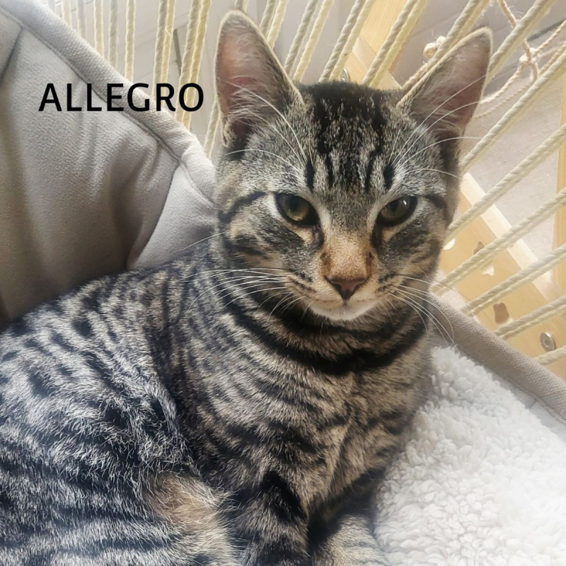 Photo #12 de ALLEGRO