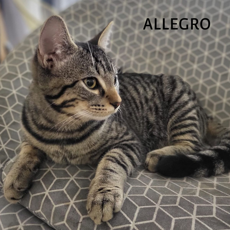 Photo #13 de ALLEGRO