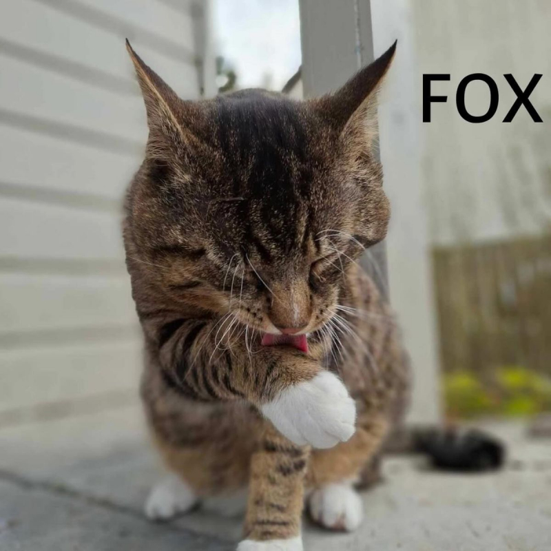 Photo #2 de FOX